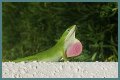 Are Green Anole Lizards Good Pets?