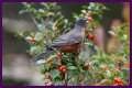 Can Birds Eat Herbs? - Kylon Powell