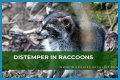 Can Raccoons Get Distemper? - Kylon Powell