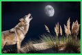 Howl at the moon