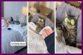 TikTok Is Obsessed With This Guy and His Cat Having a Relaxing Spa Day Together