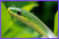 What Do Rough Green Snakes Eat?